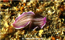 striped nudi. by Joseph Azzopardi 